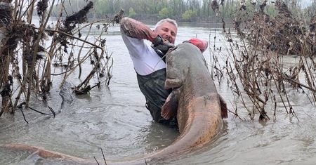 Sum gigant z Odry. Mierzył prawie 2,5 m długości