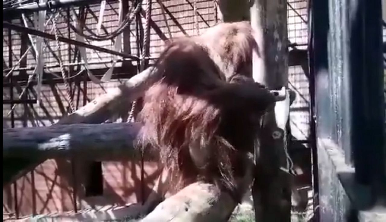 Maseczki ochronne. Orangutan uczy, jak ich nie zakładać [Zobacz wideo]