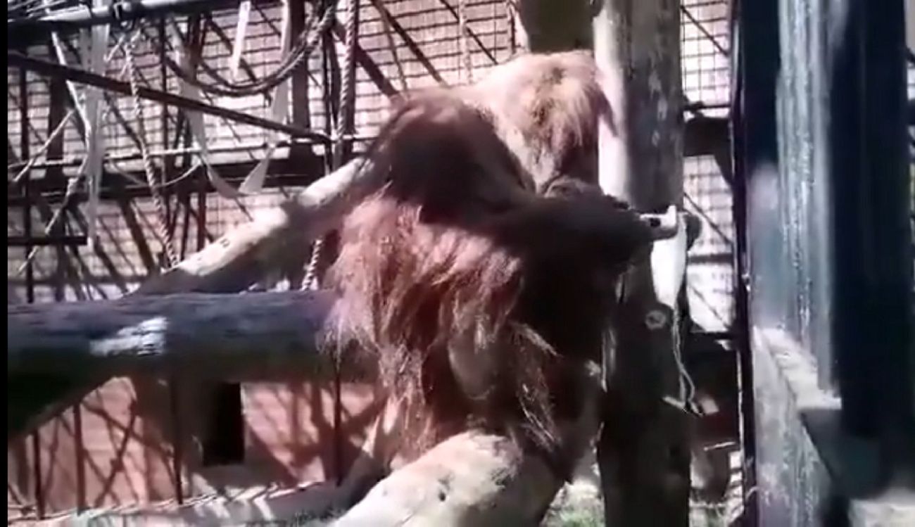 Maseczki ochronne. Orangutan uczy, jak ich nie zakładać [Zobacz wideo]