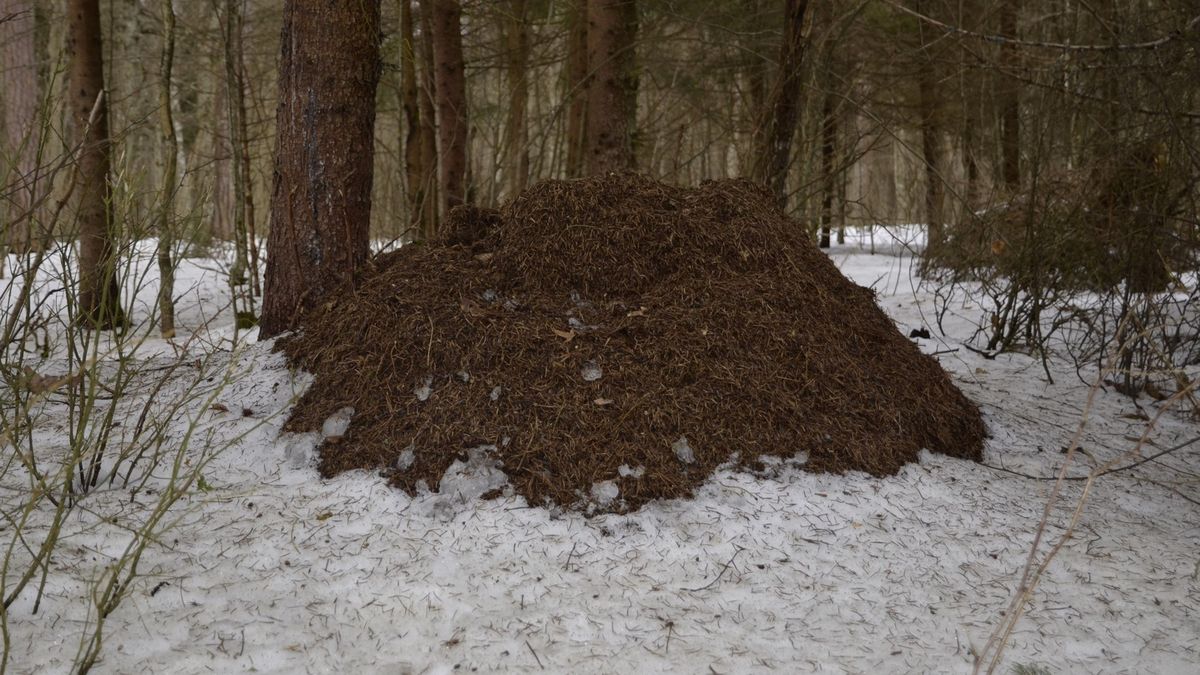 Długość snu owadów zależna jest od statusu mrówki w hierarchii społecznej w mrowisku.