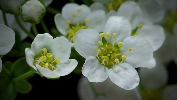 Od ziarenka do kwiatu - zobacz niezwykły makro time-lapse