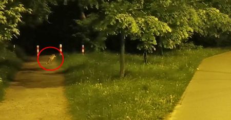 Lis nieopodal centrum Warszawy. Niecodzienne wideo świadka