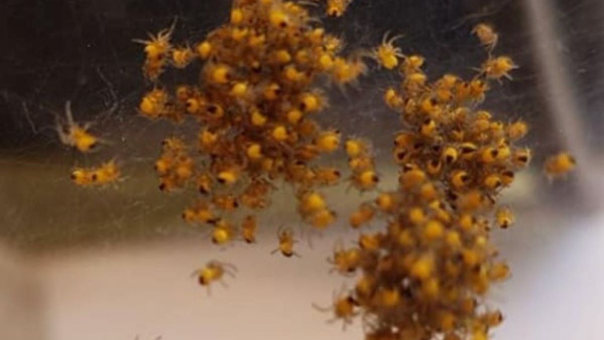 Rozpoczyna się okres lęgowy tygrzyka paskowanego 