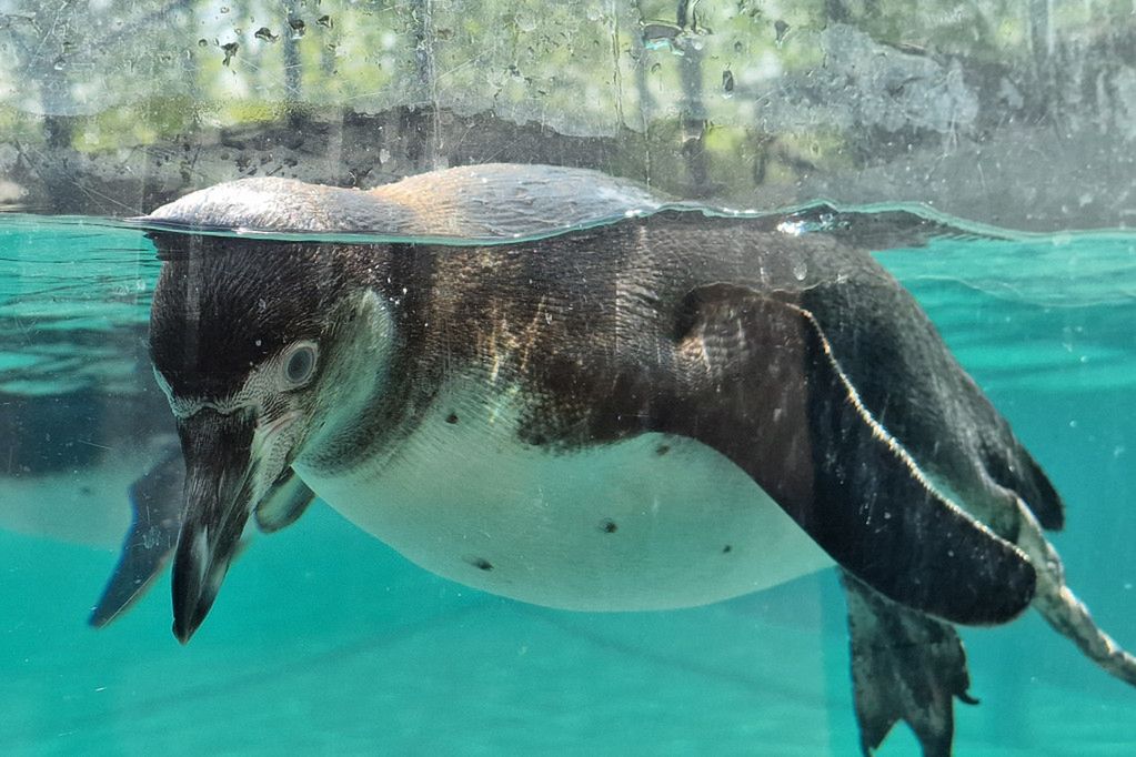 ZOO PŁOCK: Pingwiny Peruwiańskie w nowym wybiegu [FOTO]