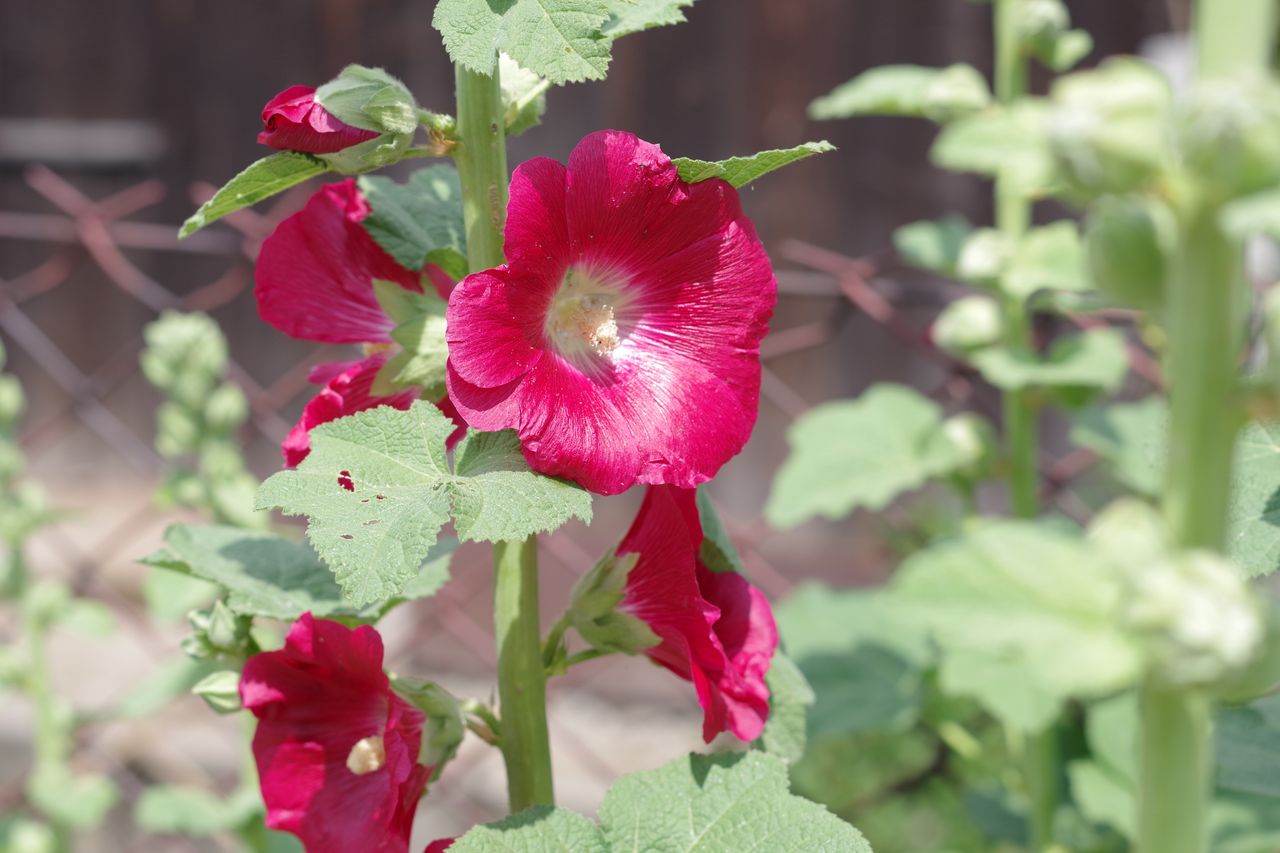 Hollyhocks revisited: A guide to growing these classic blooms