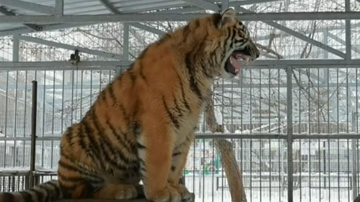 Śpiewający tygrys jest główną atrakcją syberyjskiego zoo