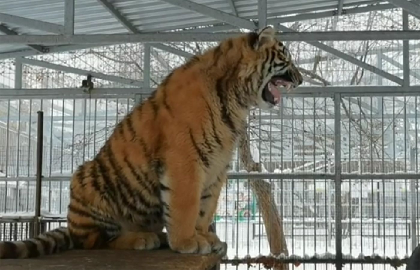 Śpiewający tygrys. Niecodzienna atrakcja w rosyjskim zoo