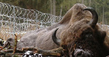 Straszne zdjęcia z granicy. Utknęły między zasiekami