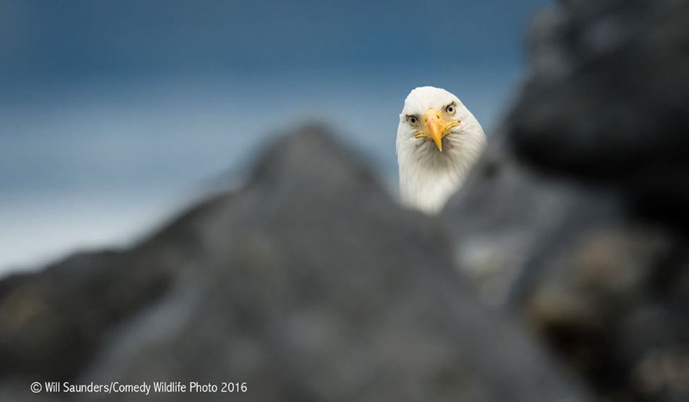 Najzabawniejsze zwierzaki konkursu Comedy Wildlife Photography Awards 2016 7