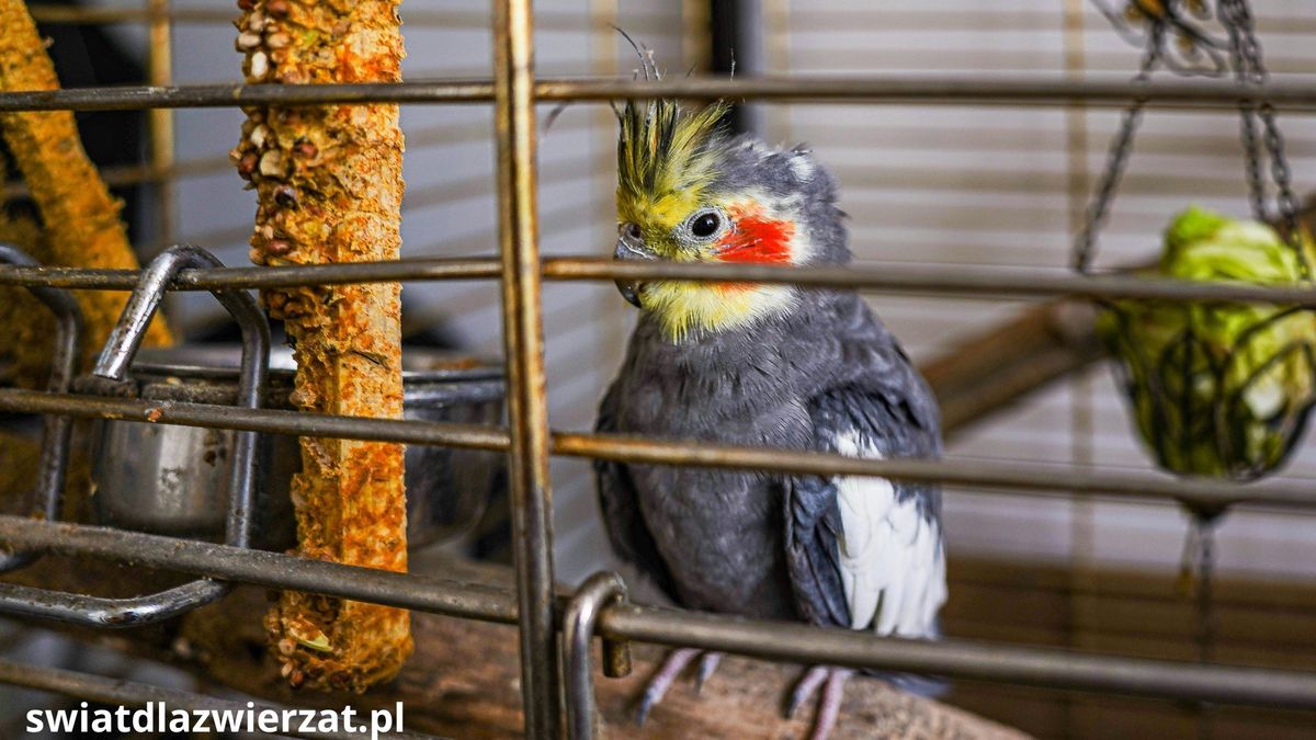 Ptaki w upał – czego absolutnie nie robić w południe?