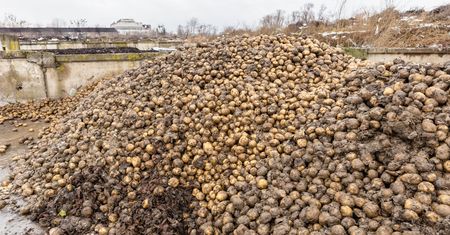 Rolnik wyrzucił 150 ton ziemniaków. "Chciałem oddać za darmo"
