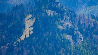Nosal bez perspektyw na stok? Spór o przyrodę i brak decyzji środowiskowych wstrzymują inwestycję