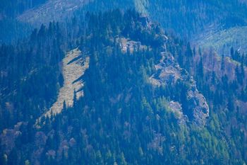 Nosal bez perspektyw na stok? Spór o przyrodę i brak decyzji środowiskowych wstrzymują inwestycję