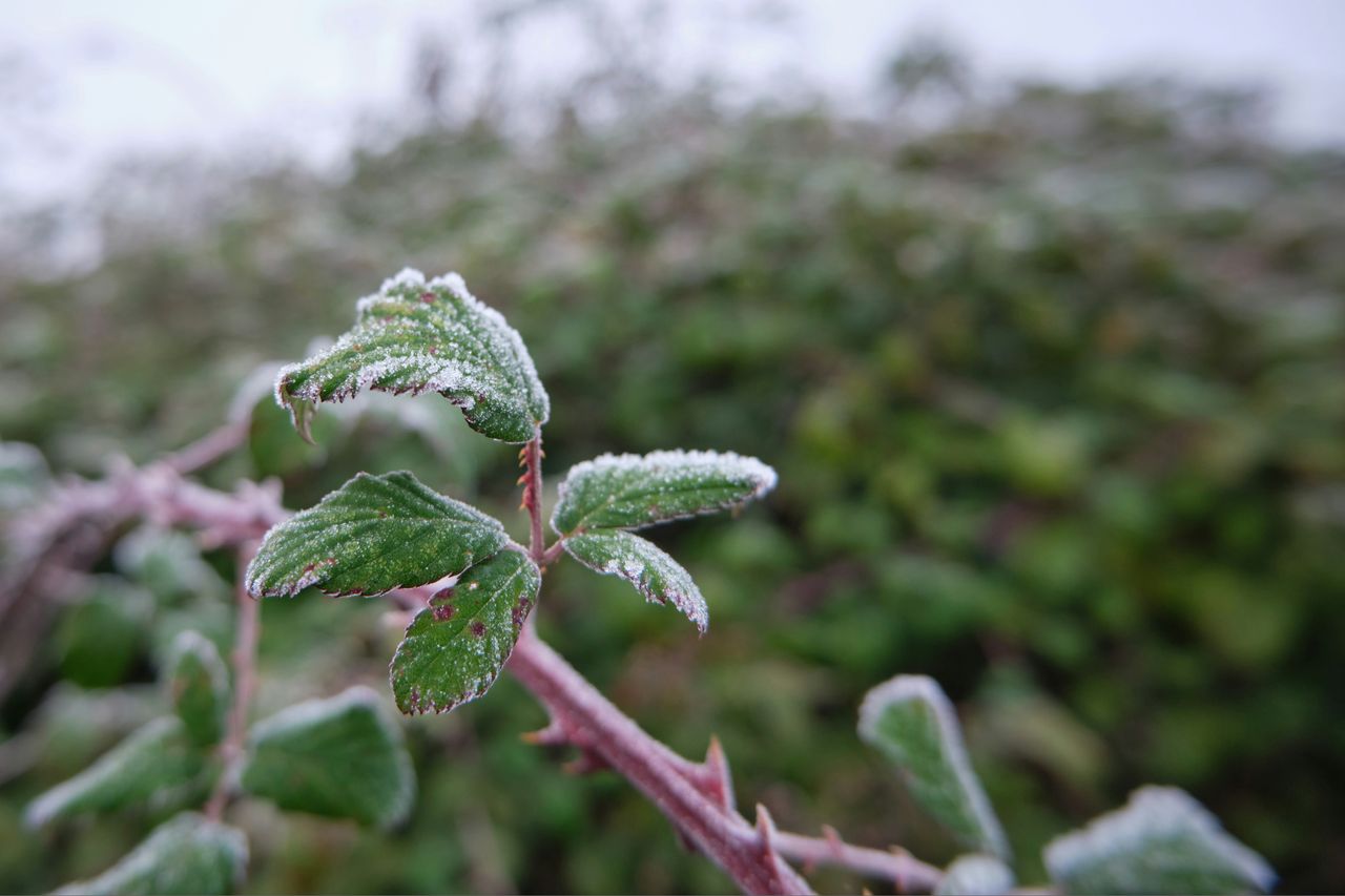 "Mróz po zachodzie słońca – w 10 województwach temperatura przy gruncie spadnie poniżej -5 °C"