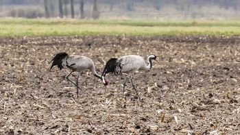 Żurawie wróciły do Wielkopolski. Niezwykły koncert nad łąkami