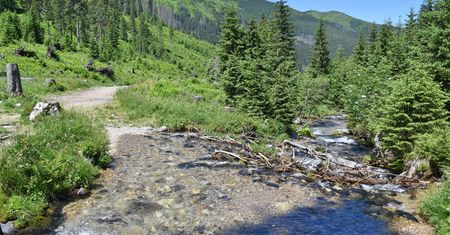 Tatry. Niedźwiedź zażywa kąpieli w potoku w Dolinie Chochołowskiej