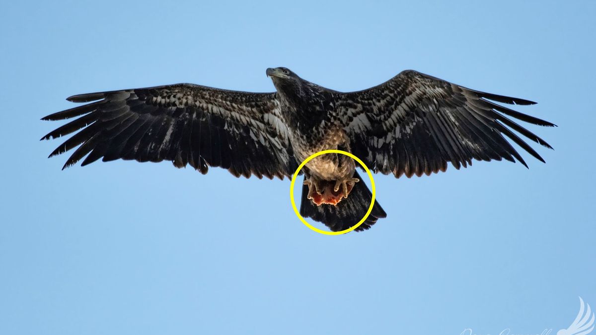 Fotograf ujął polowanie bielika na kawałek pizzy z kiełbasą.