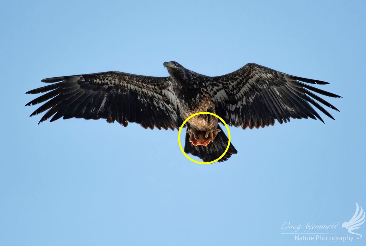 Fotograf ujął polowanie bielika na kawałek pizzy z kiełbasą.