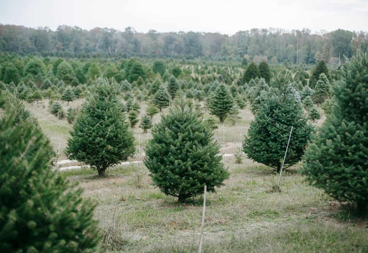 Straciła ponad 3 mln zł odszkodowania. To wszystko przez zdjęcie, na którym rzuca choinką