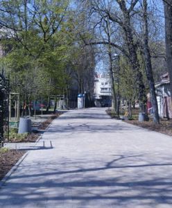 Gliwice. Aleja Przyjaźni zmieniona za pomocą ponad 4,5 tysiąca roślin