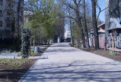 Gliwice. Aleja Przyjaźni zmieniona za pomocą ponad 4,5 tysiąca roślin
