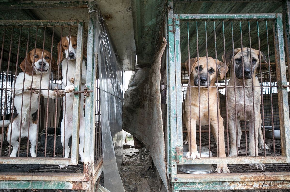 Korea Południowa. Psy przeznaczone do jedzenia uratowane