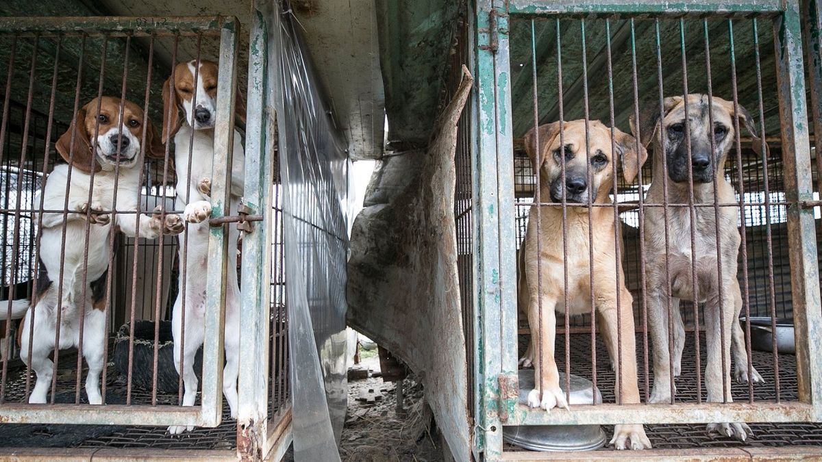 Korea Południowa. Psy przeznaczone do jedzenia uratowane