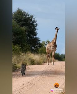 Wideo z safari. Turyści od razu zatrzymali samochód, by to zobaczyć