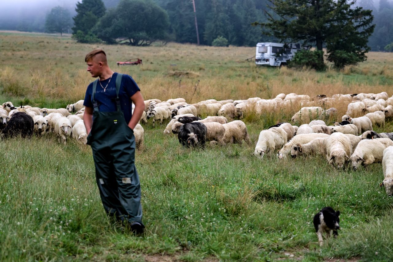 Oscypek zagrożony. Coraz większy problem na Podhalu