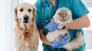 Pasożyty u zwierząt. Nowe badanie pokazuje prawdę o profilaktyce