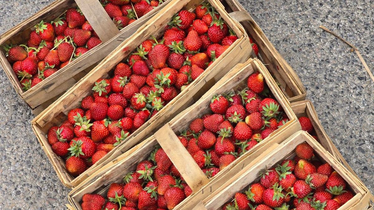 Jak nie dać się oszukać? Tak rozpoznasz polskie truskawki