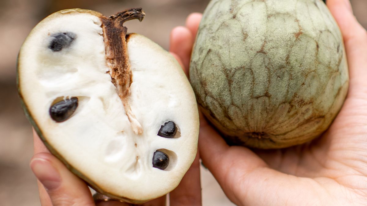 Czerymoja - Pyszności