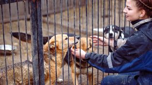 Bełchatów: Młodzież III LO na spacerach z psami ze schroniska