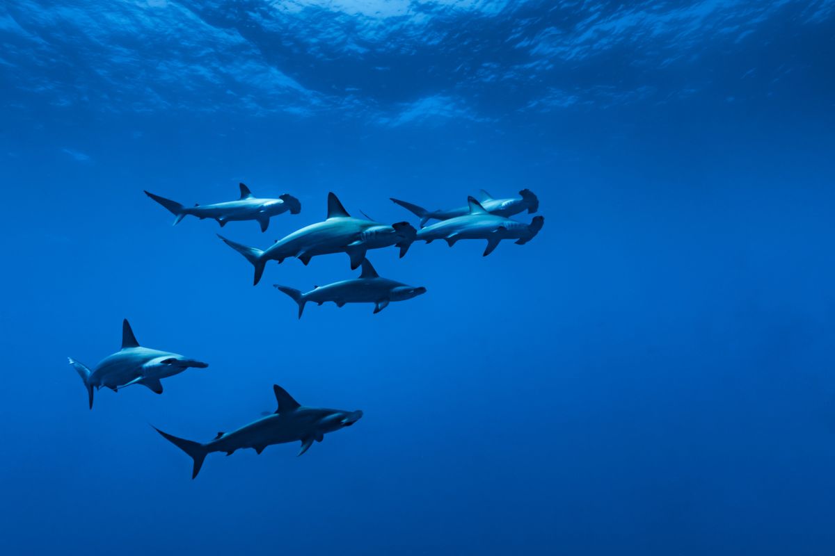 Rekiny młoty w Morzu Czerwonym 