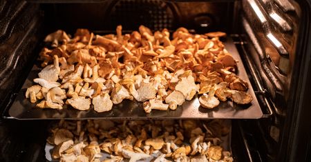 Suszysz grzyby w piekarniku? Trzymaj się tych dwóch zasad