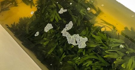 Kąpiele ziołowe nie tylko przy grypie