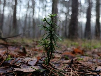 Leśnicy pokazali jego zdjęcie. "To rzadkość"