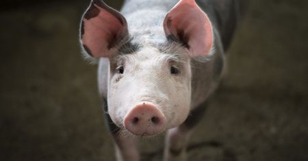 Zmienili geny. Przerażające eksperymenty Chińczyków