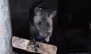 Wielkoszczury rozpoczynają szkolenie. Będą ratować ludzi pod gruzami