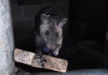 Wielkoszczury rozpoczynają szkolenie. Będą ratować ludzi pod gruzami