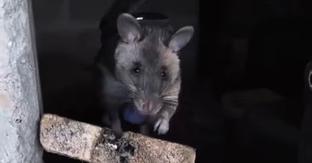 Wielkoszczury rozpoczynają szkolenie. Będą ratować ludzi pod gruzami