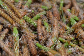 Rośnie teraz na potęgę. Zbierz za darmo, zasyp i zrób najlepszy syrop na zimę