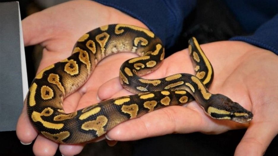 Mężczyzna odpowie za nielegalny handel wężami