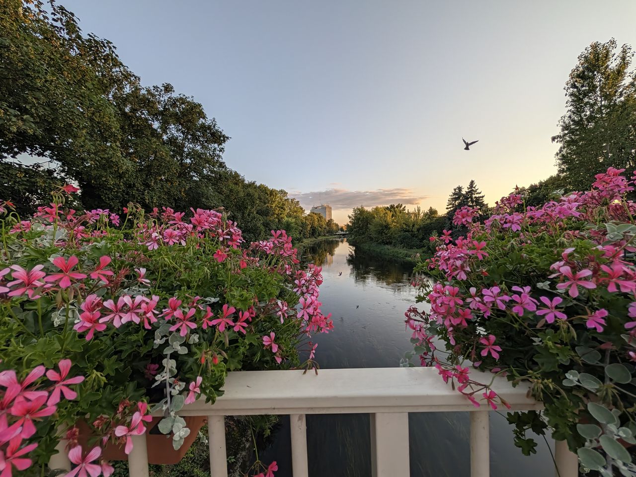 Pixel 11 Pro XL