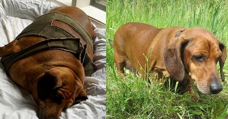 "Najgrubszy jamnik świata" schudł 20 KILOGRAMÓW! (ZDJĘCIA)