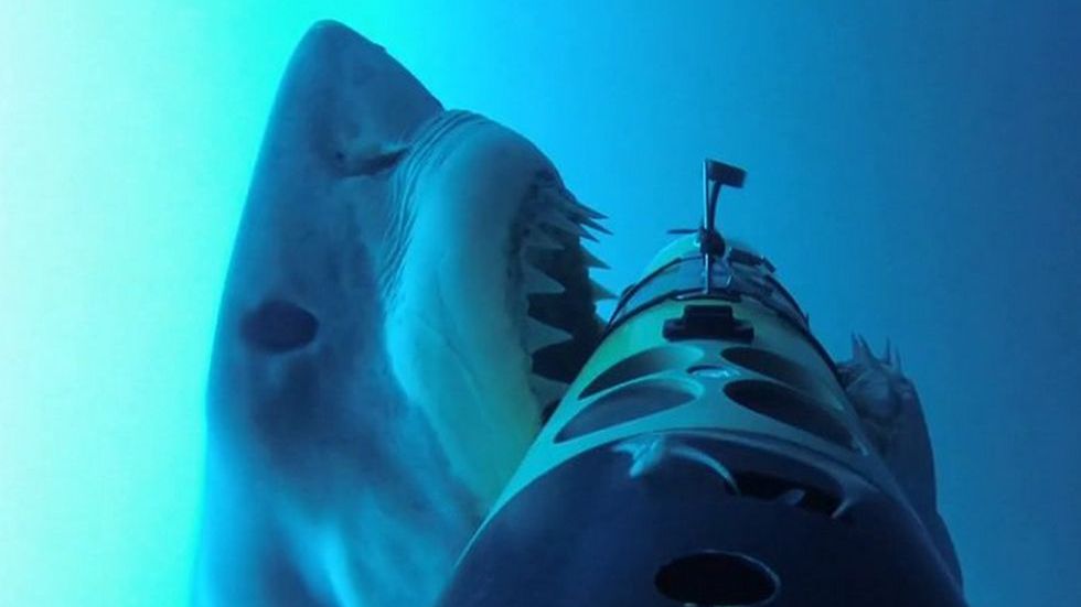 Tak atakuje rekin! Fascynujące nagranie prosto z paszczy żarłacza białego 1