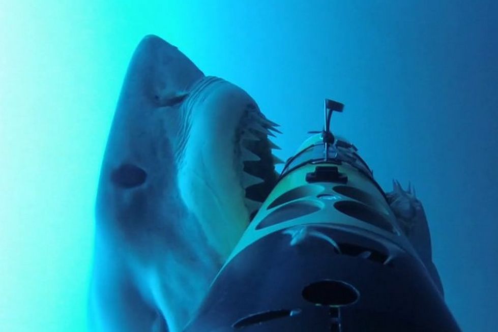 Tak atakuje rekin! Fascynujące nagranie prosto z paszczy żarłacza białego
