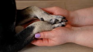 Lizanie łap to nie zawsze nawyk. Ten objaw może oznaczać problem