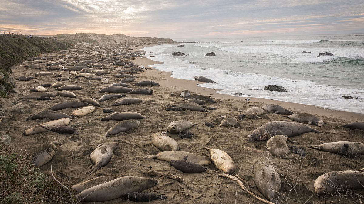 Słonie morskie w Argentynie giną masowo od ptasiej grypy