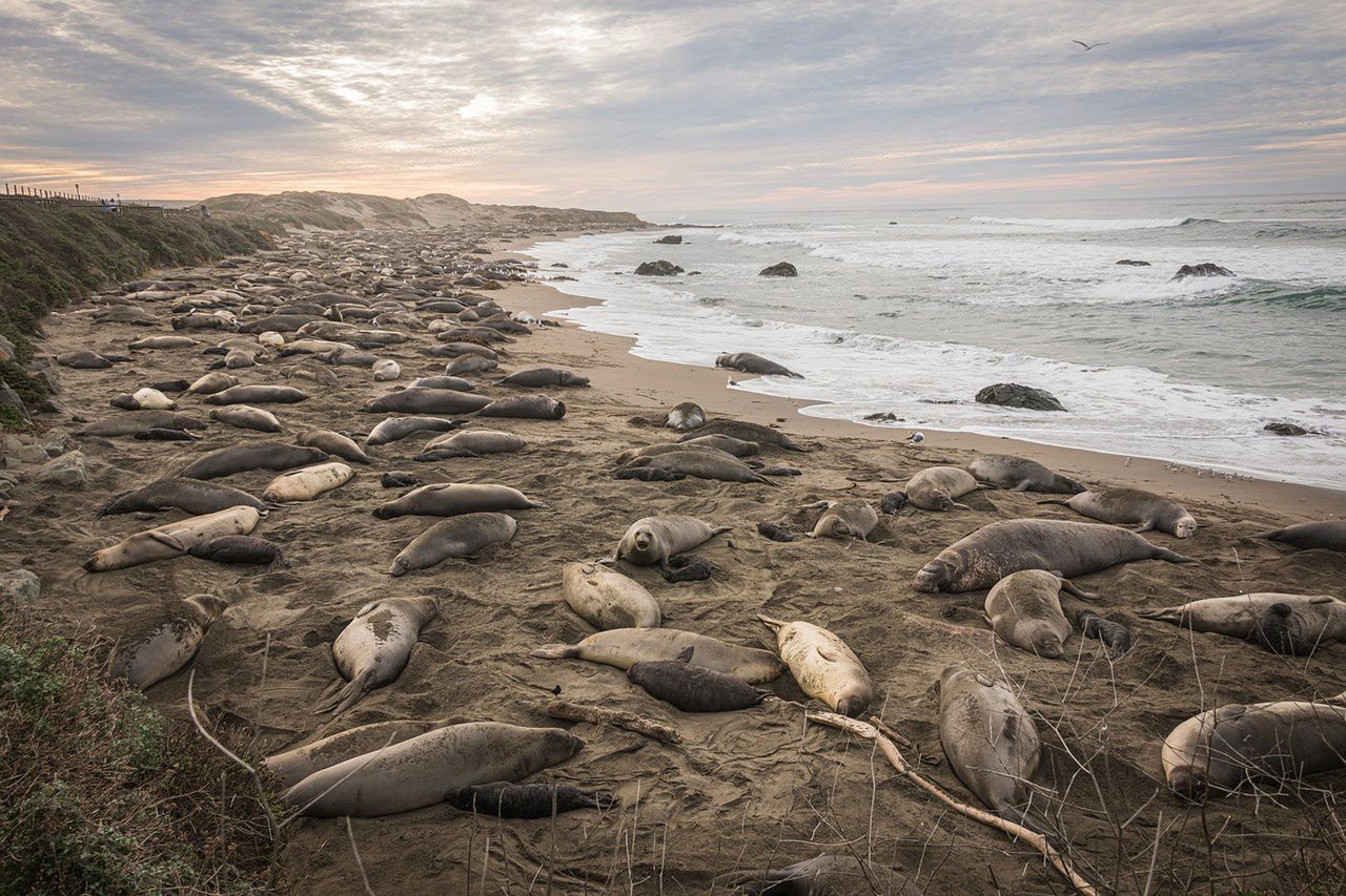 Unprecedented ecological disaster strikes Argentina: Bird flu wipes out nearly all young sea elephants on Valdés Peninsula